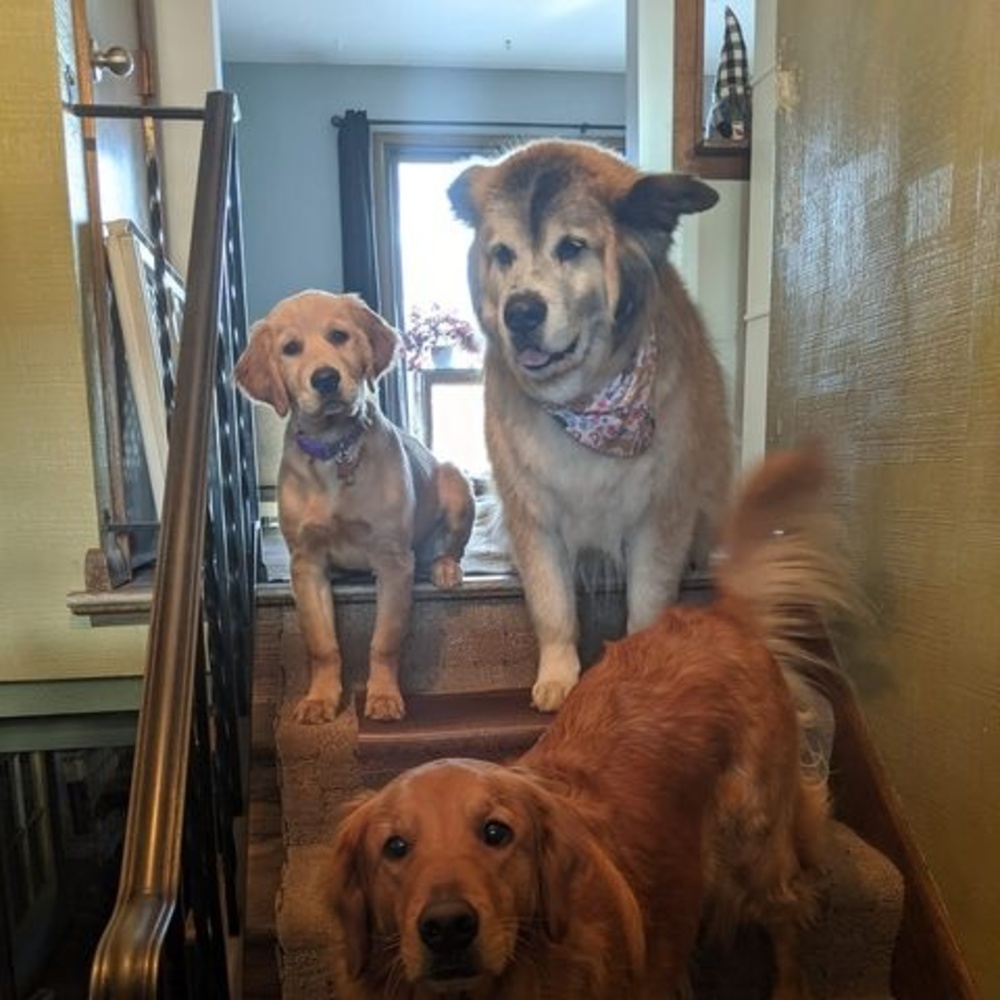 Meet your Posher, Laurie